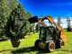 Planting a mountain pine with skid steer