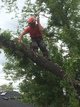 Removal of a manitoba maple tree