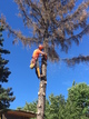 Removing a hazardous dead spruce tree